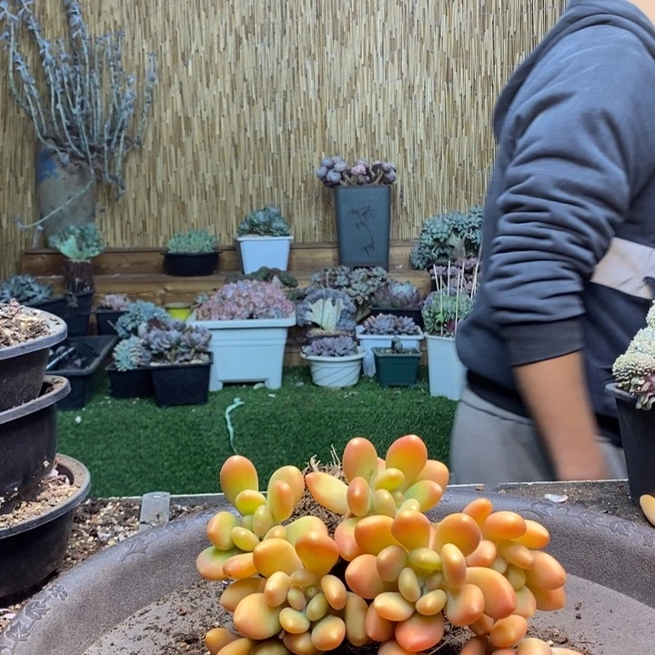 小****296号金蝉多肉植物