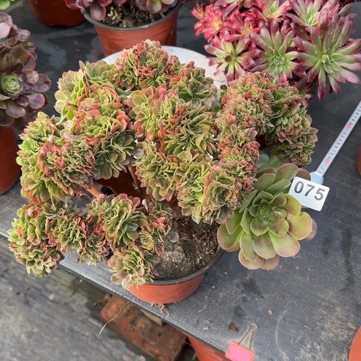 多肉植物玫瑰缀075