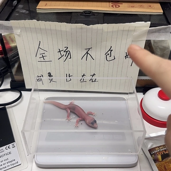 豹纹守宫046？哼哼唧唧