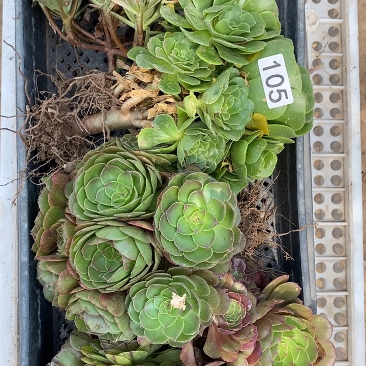 法师组合5棵105号