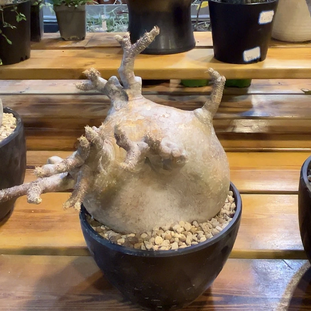 汤圆植物象牙宫4奇特