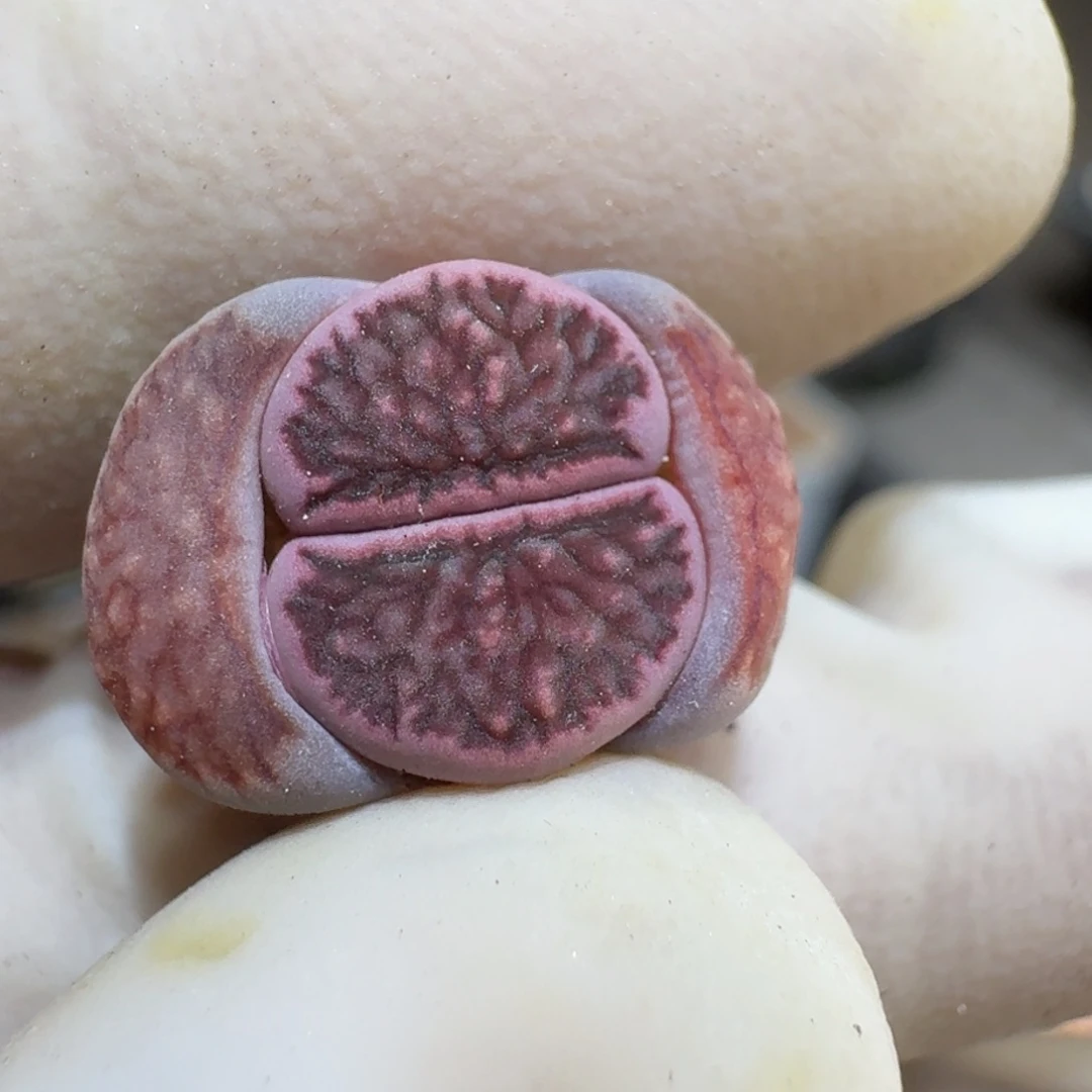 躺*0221-24紫菊菊菊