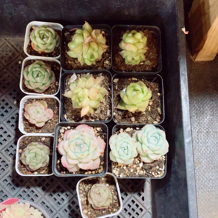 菡**凉11颗4-7cm多肉植物