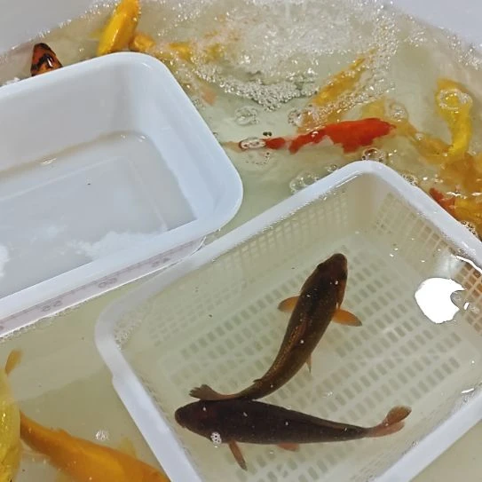 茶鲤2条淡水观赏鱼