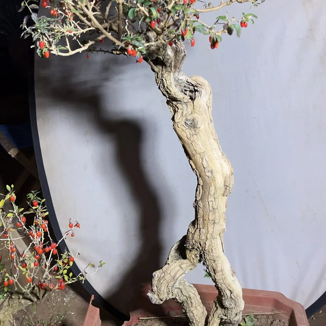 诺***妍完全开放枸杞盆栽