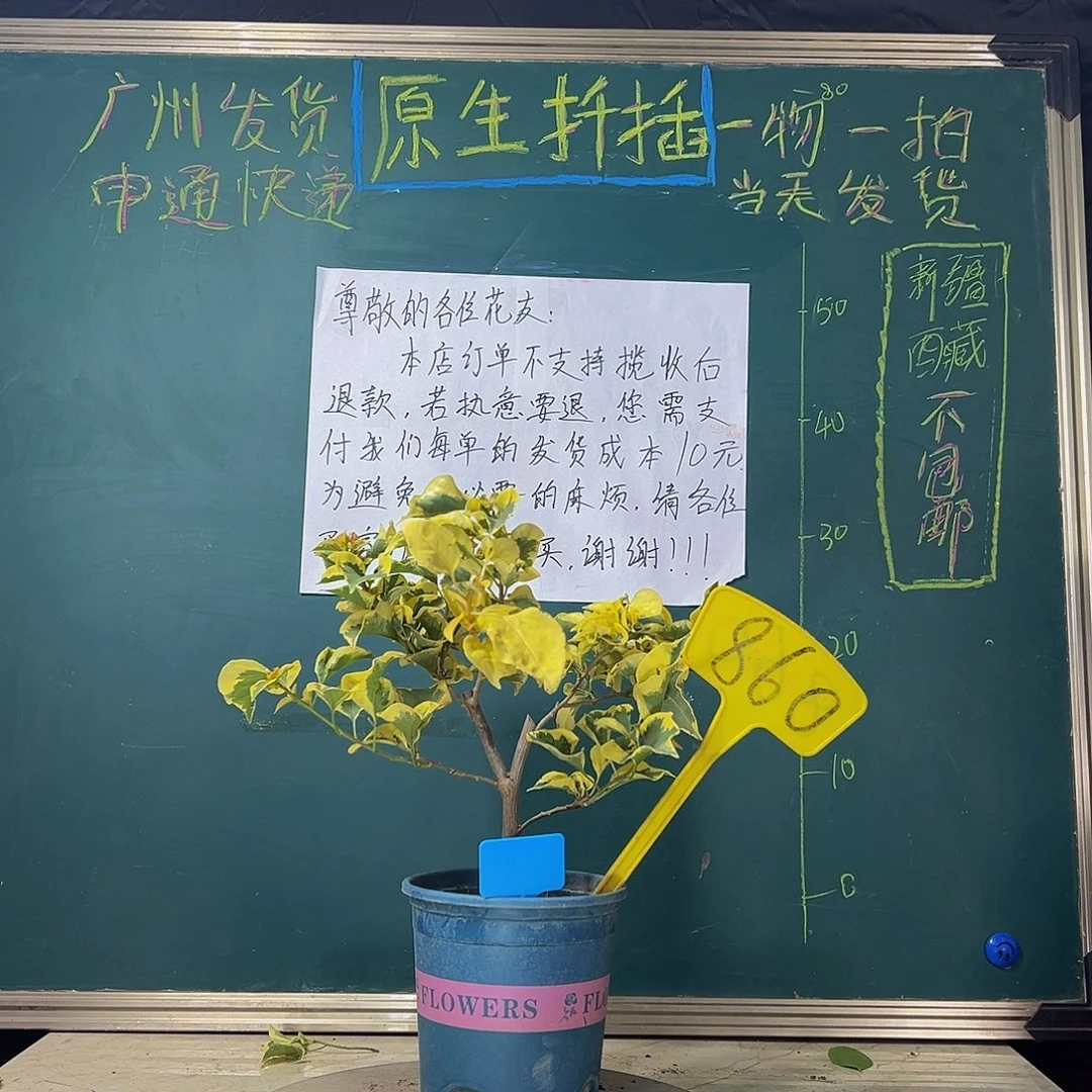 当前无花栽培后可以开花  金边黄  860