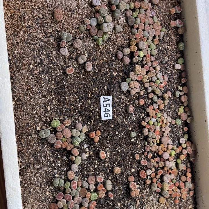 生546石花整筐脱土发货