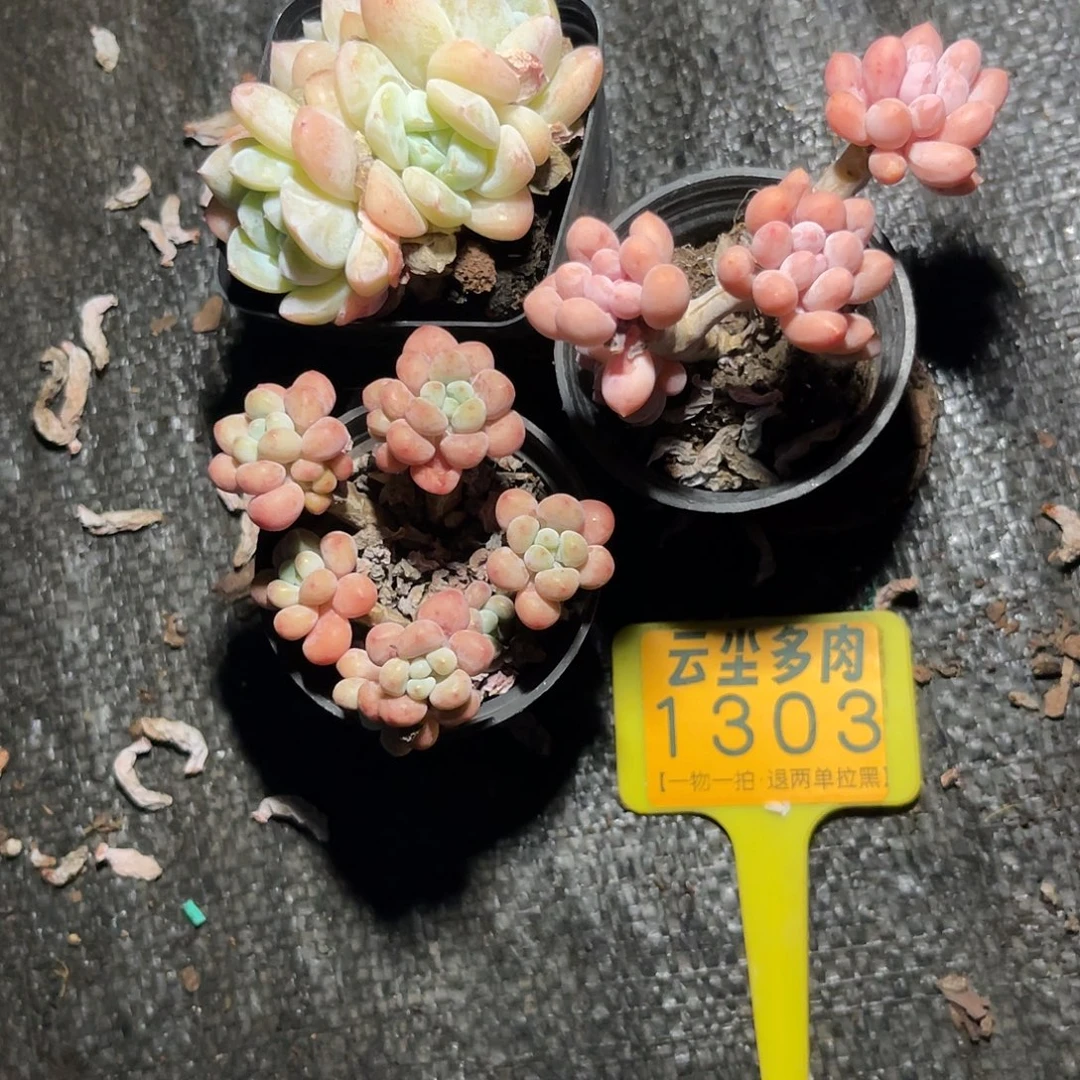 L***y云尘多肉一物一拍1303
