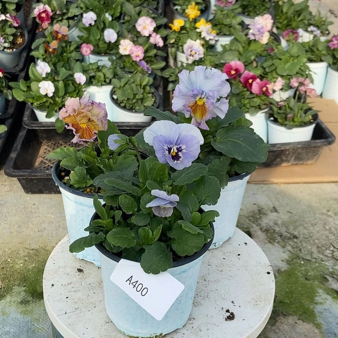 大部分花苞少量开放