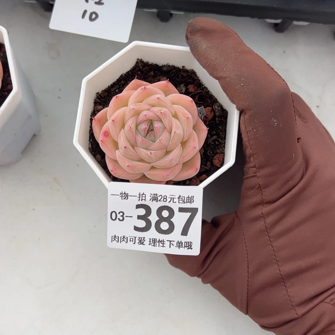 孤星多肉多肉多肉多肉