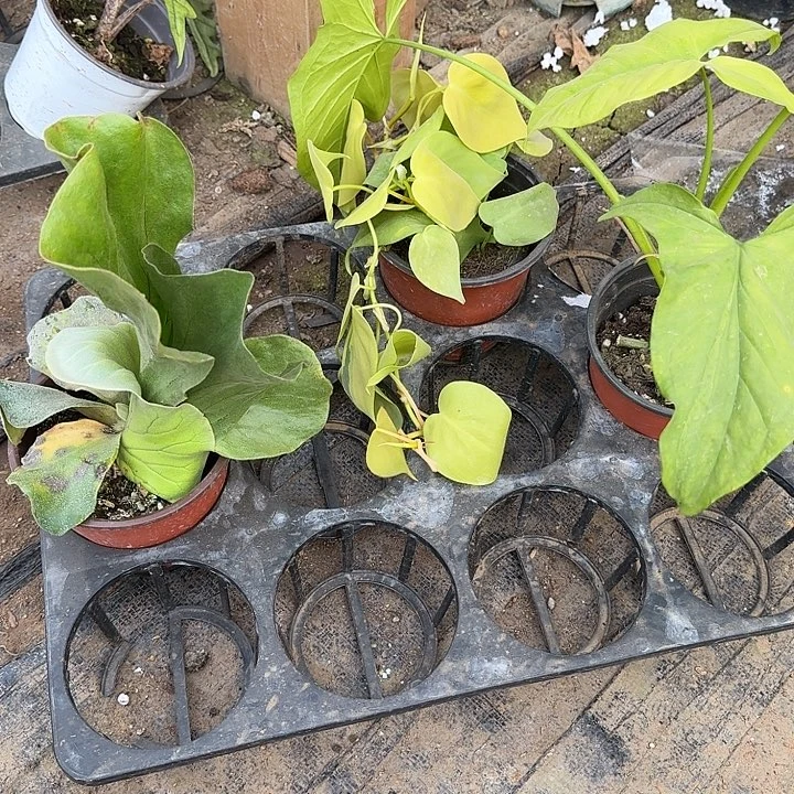 完全开放肾虚组合一组无售后