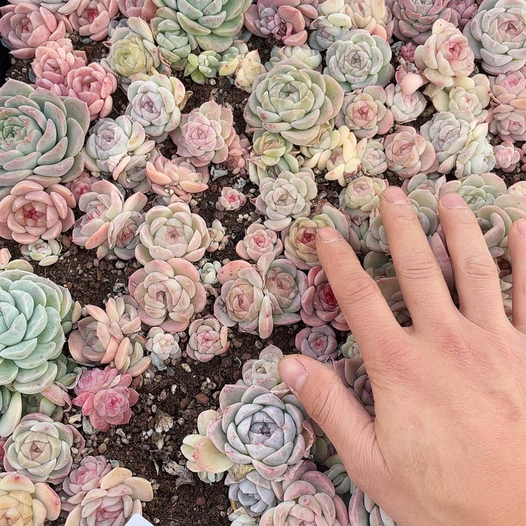 天***师027。 定。