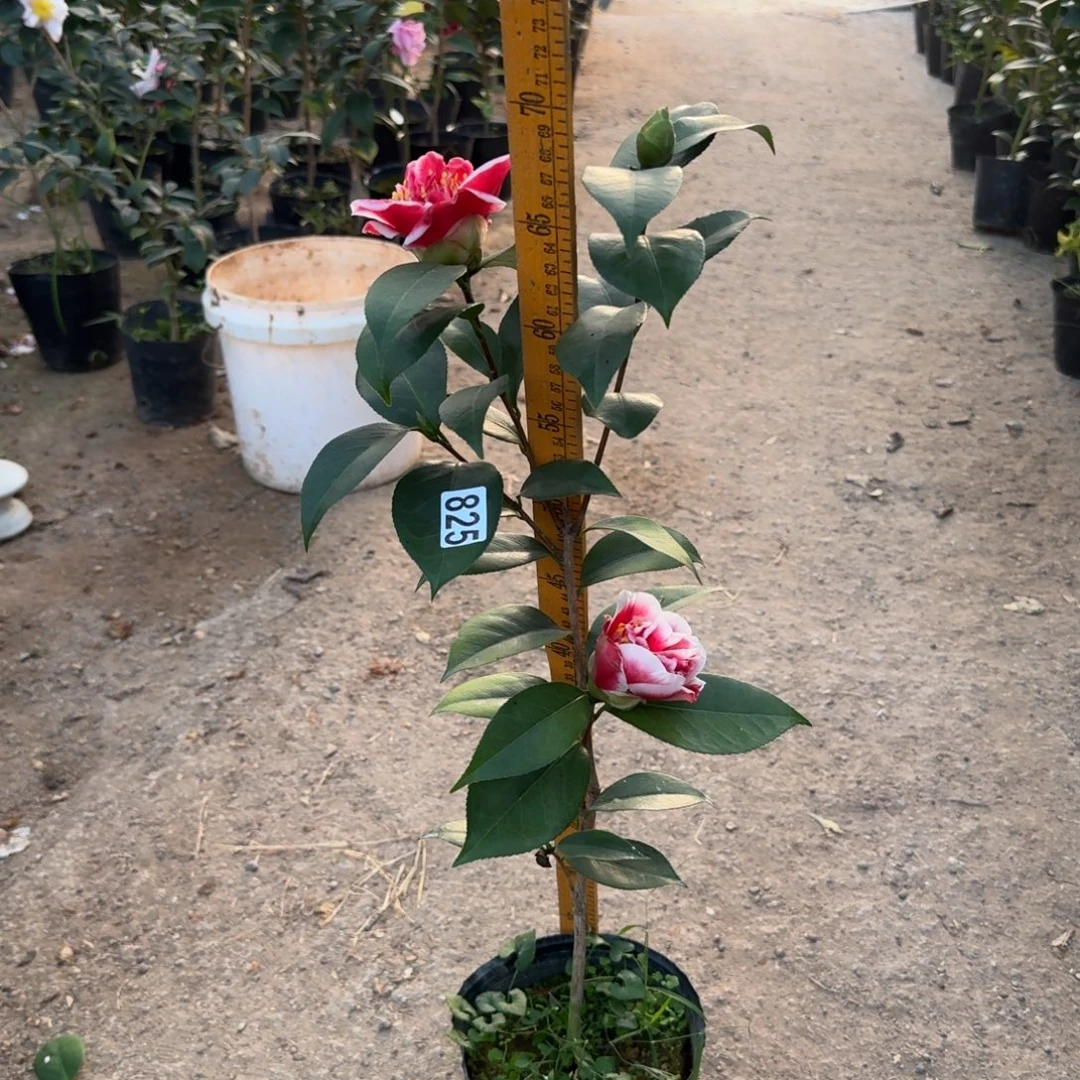 少量花朵（建议范围：2朵-5朵 或40%以下）825龙火珠1个花苞