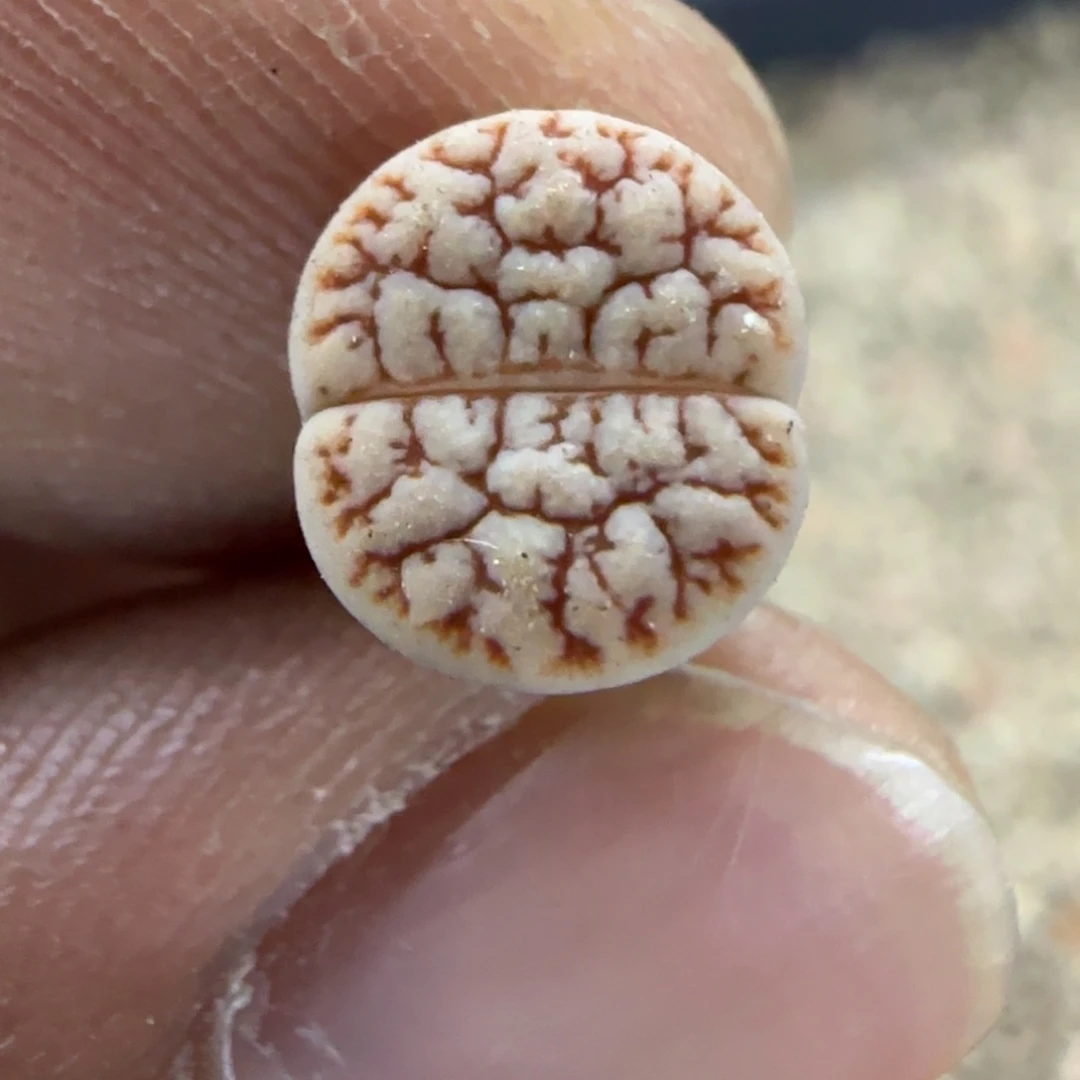 663 生石花大棚直播
