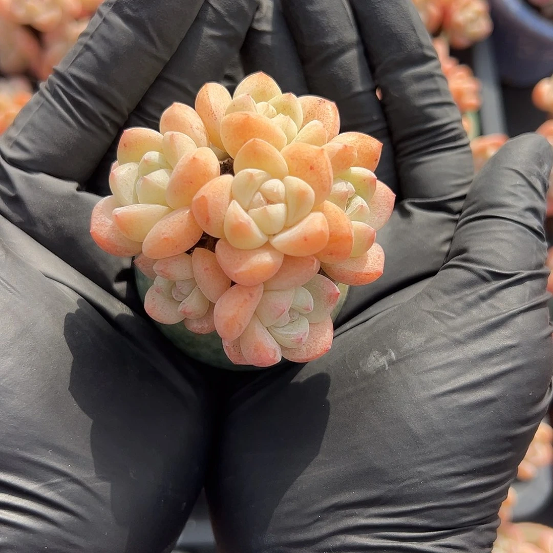 六头手捧冰玉带盆发