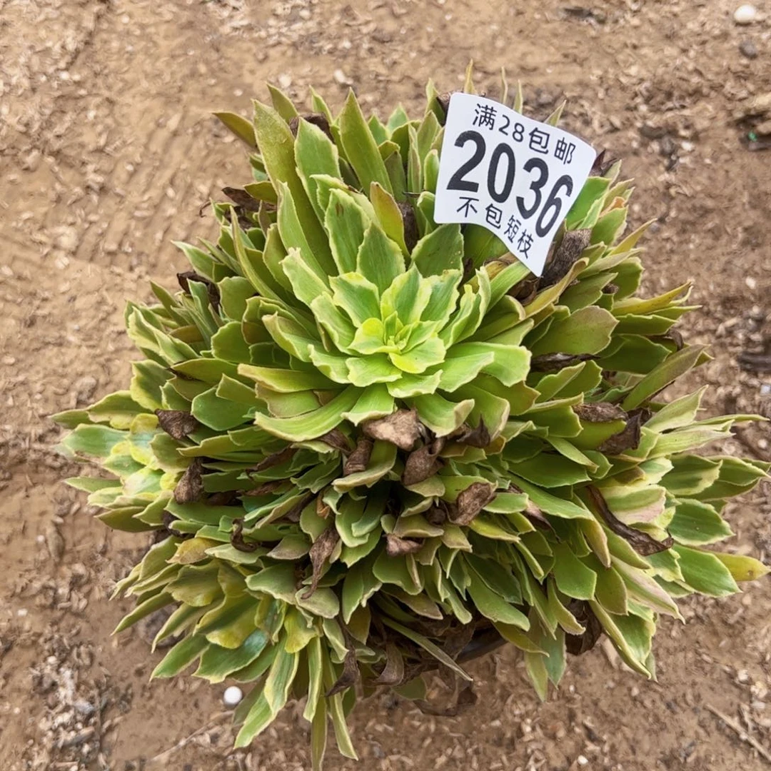 2036光辉多肉植物法师