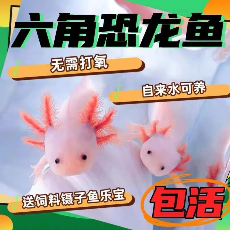 【六角恐龙，球体变异体】【不用打氧】【可爱耐活】适合新手饲养