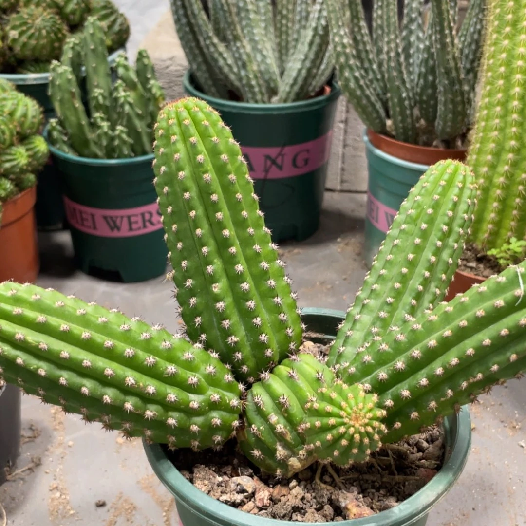 进口金妞金4群生一物一拍101