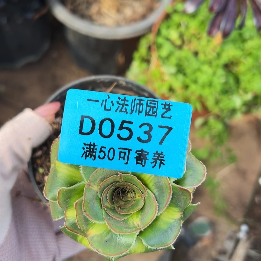 多肉植物多肉植物0537