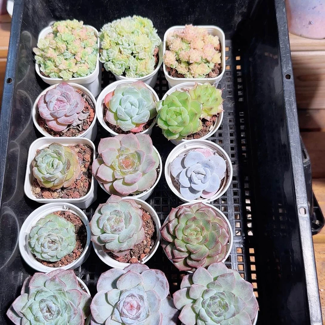 多肉框拍1023--103