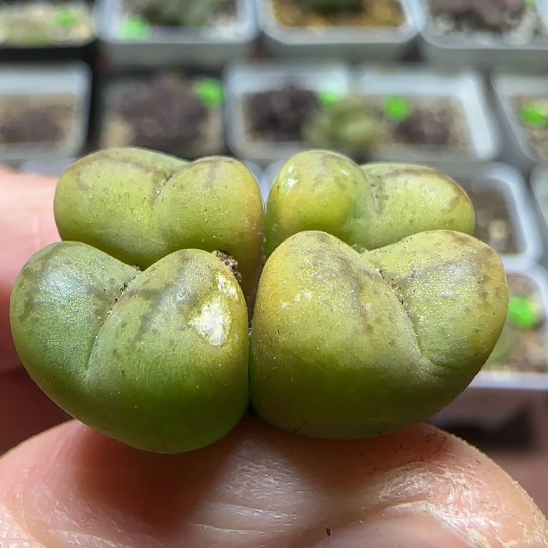 杂交漂亮多肉植物33