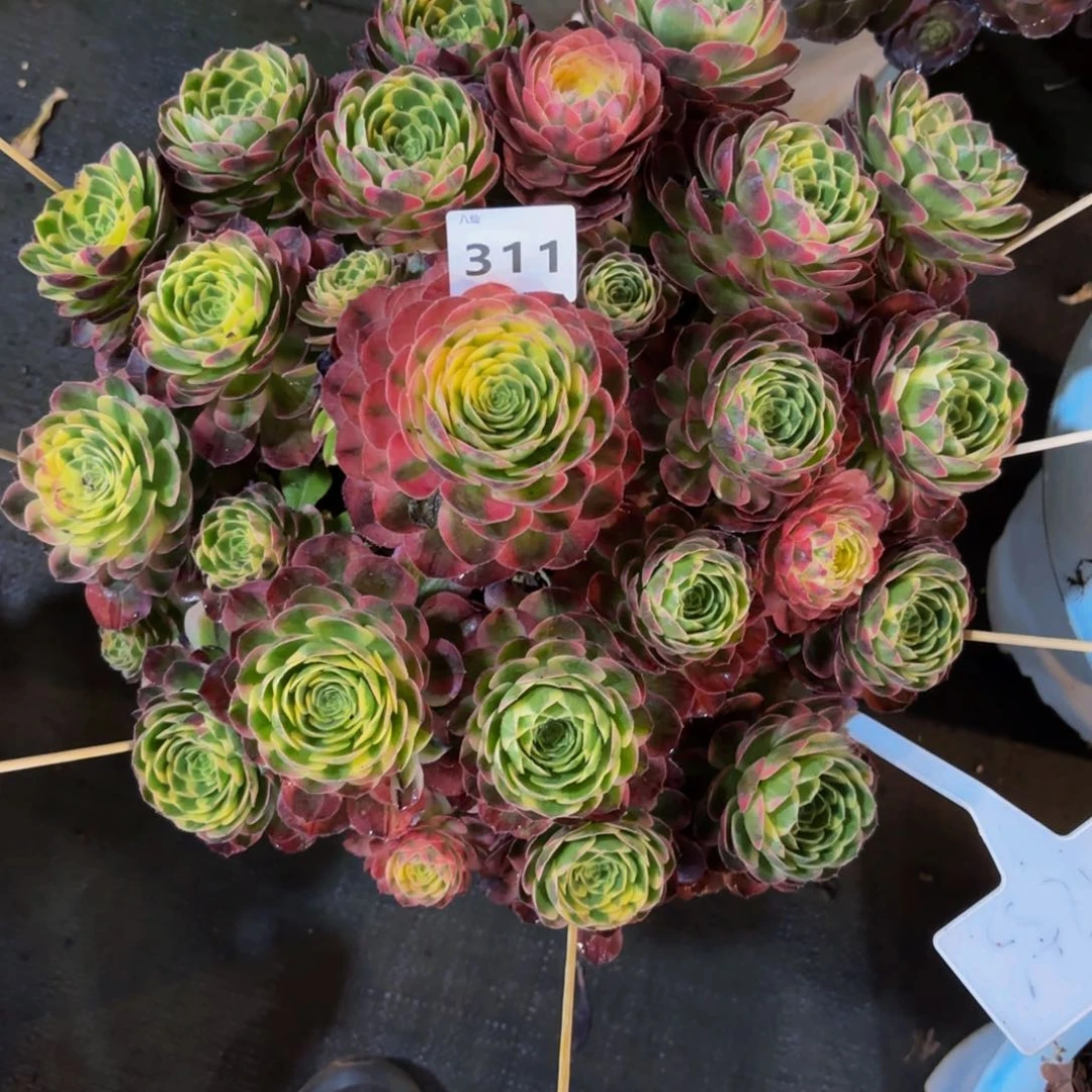 最****叶311多肉植物海王