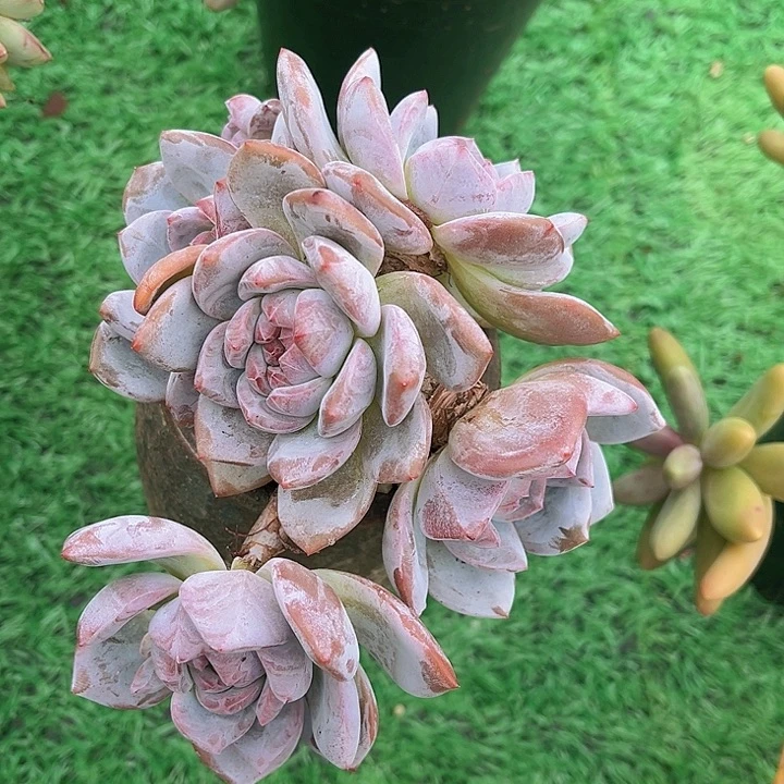 石榴籽22197多肉植物