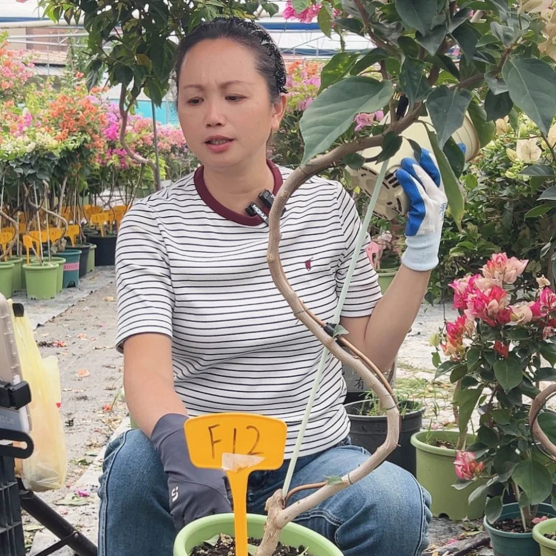 F***a大部分花苞少量开放F12金娆