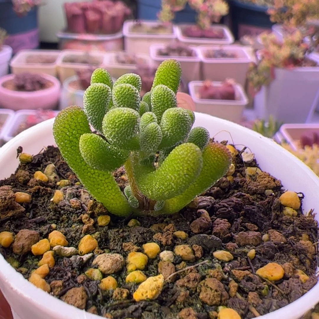 多肉植物枝干小星星