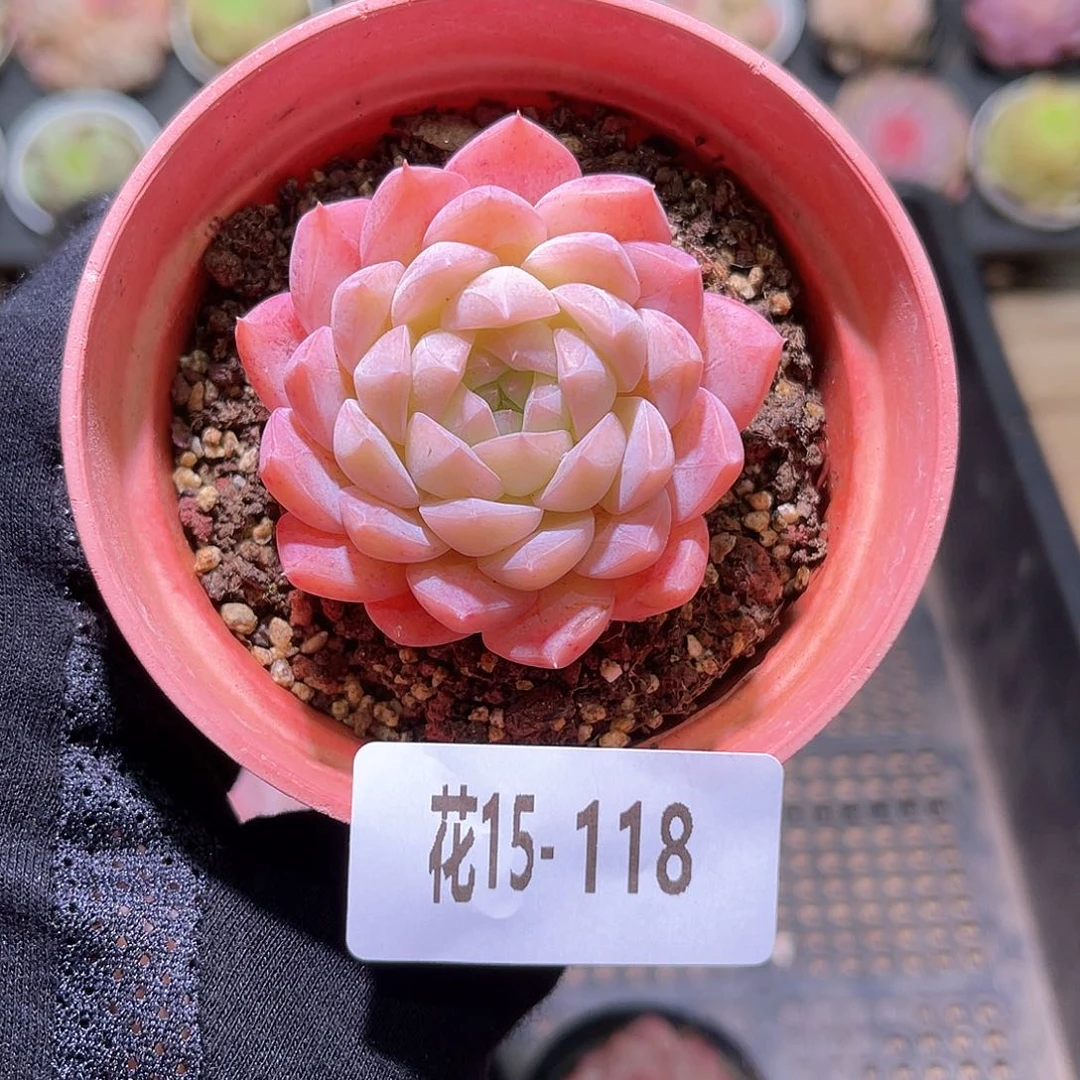 花利美15-118白桃汽水