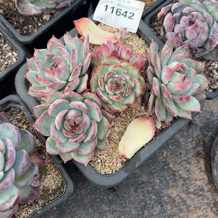 没****谢谢姐姐～一物一拍11642