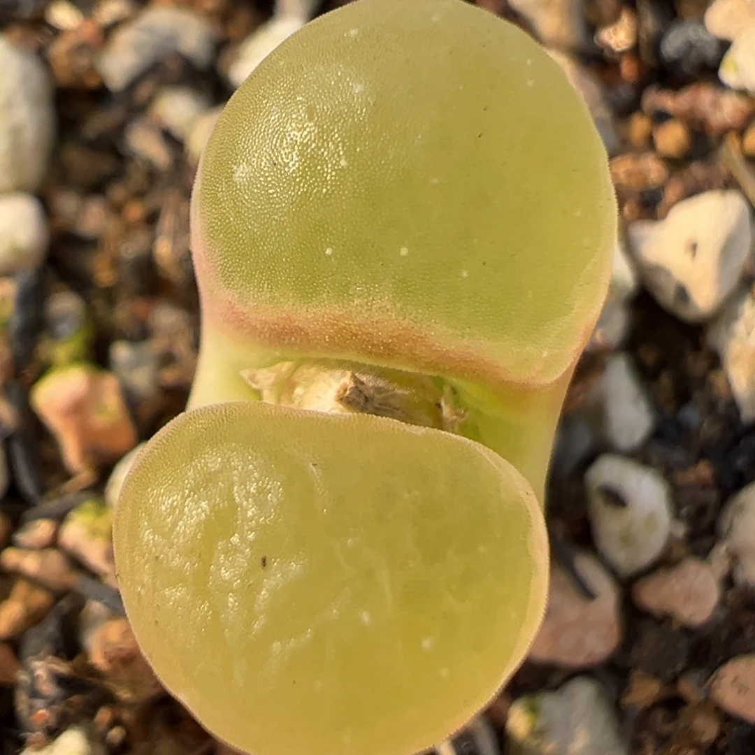 63多肉植物百科知识