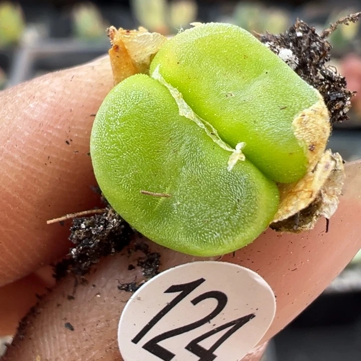 纯*124号11111111111111