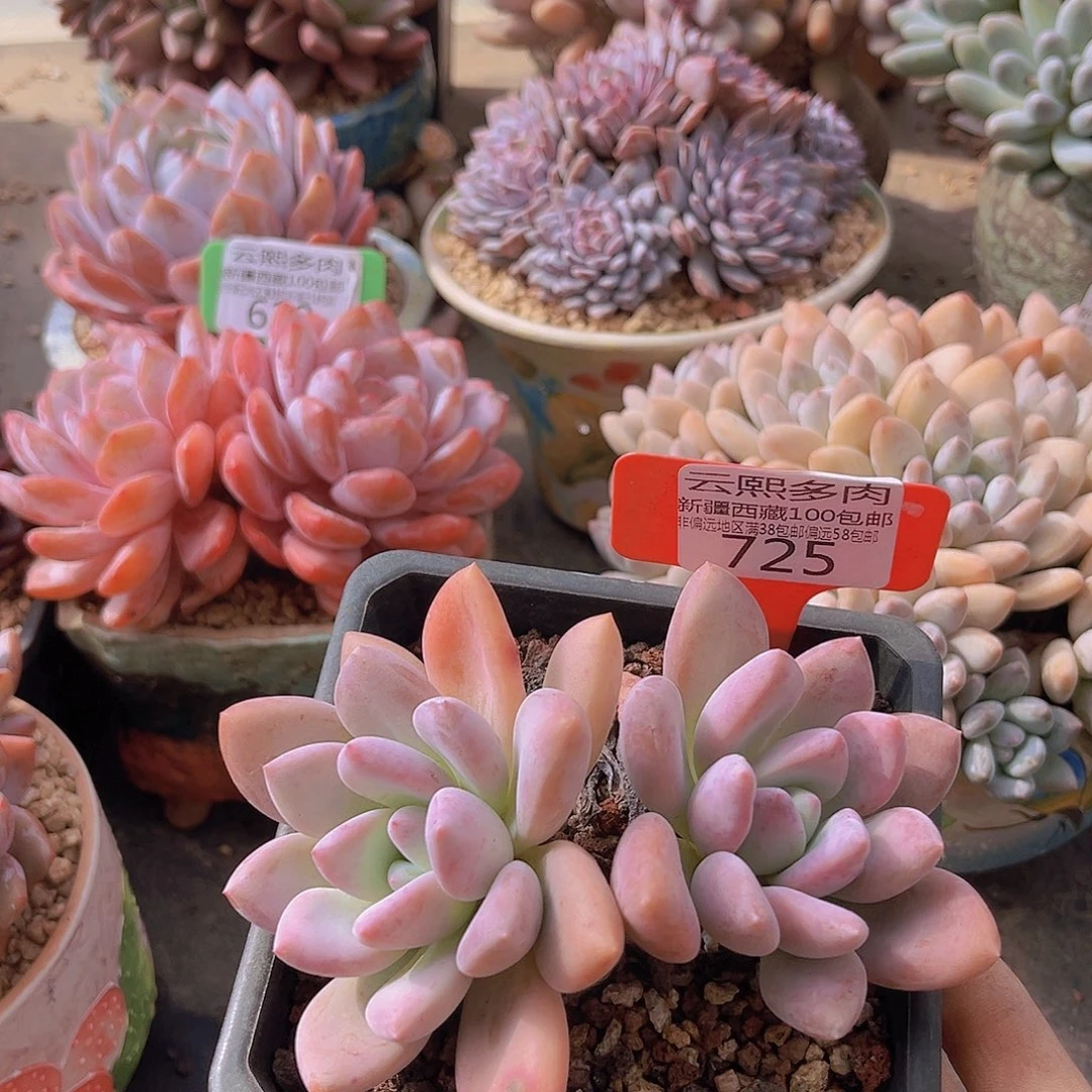 725奥普琳娜多肉植物
