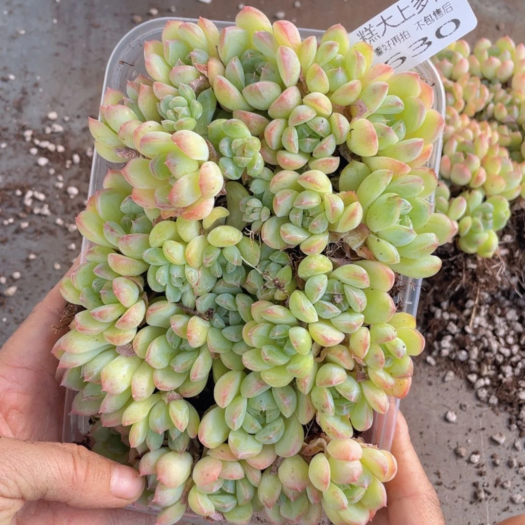 糕大上多肉植物630
