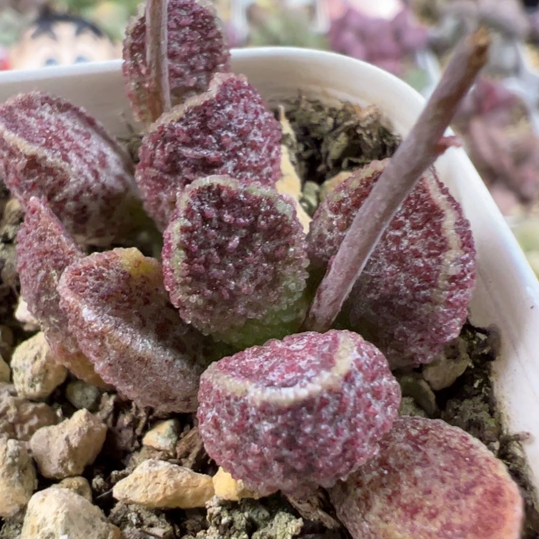 无花朵紫猪肝多肉植物水泡多肉植物