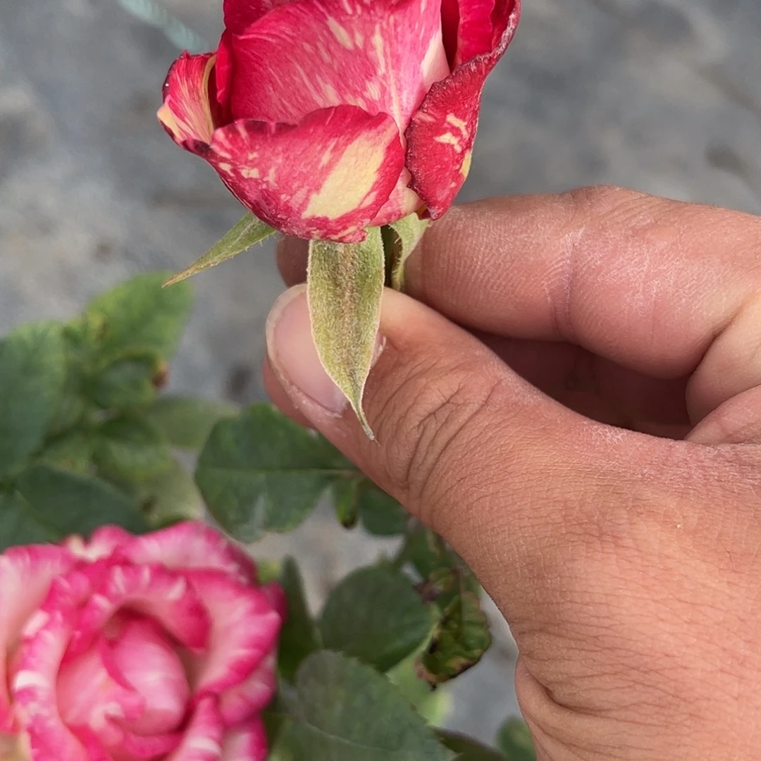 无花朵———-闪光 福利款