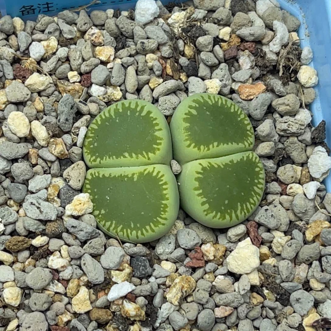 2423双头优选绿光阳一颗。