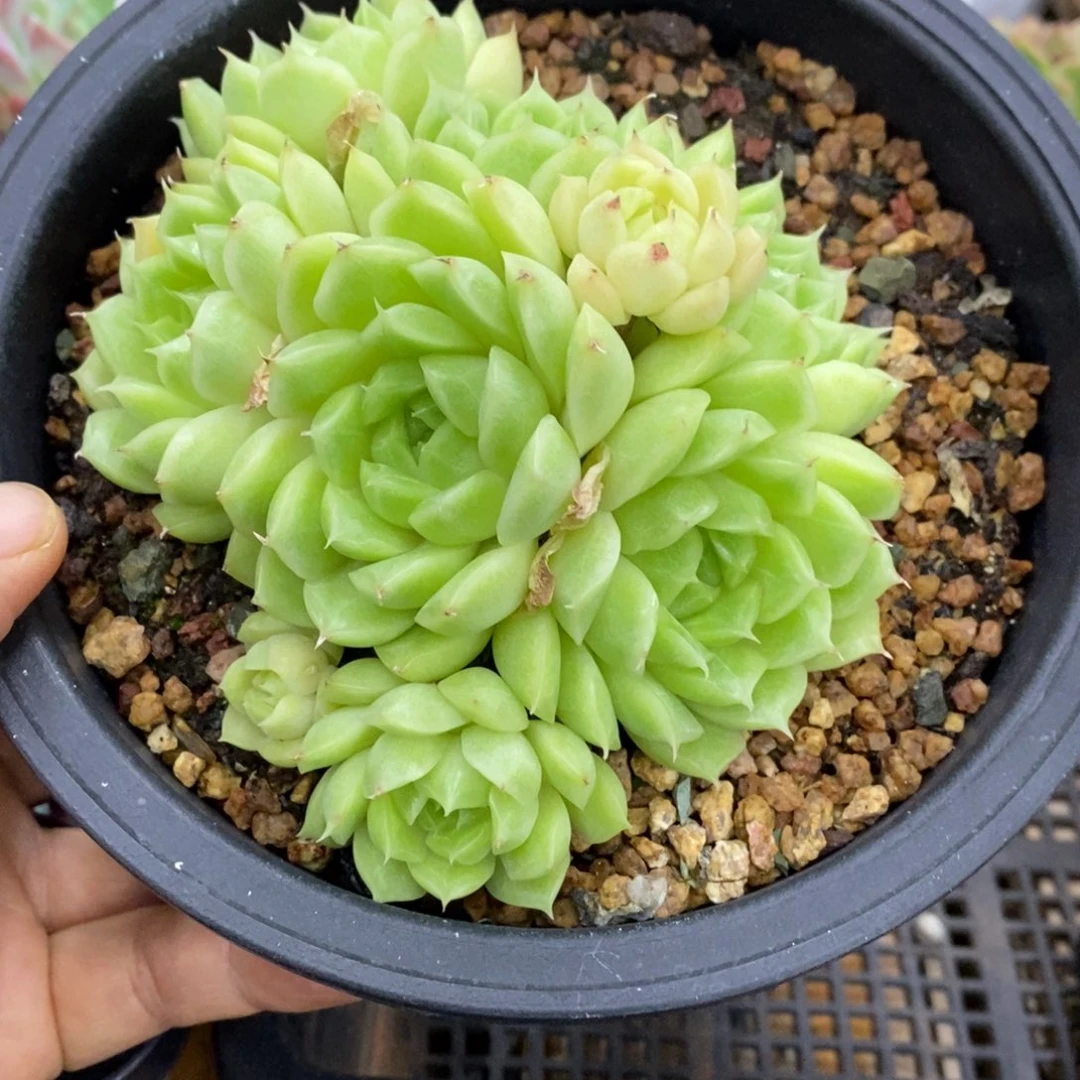 精品多肉一物一拍不包整190