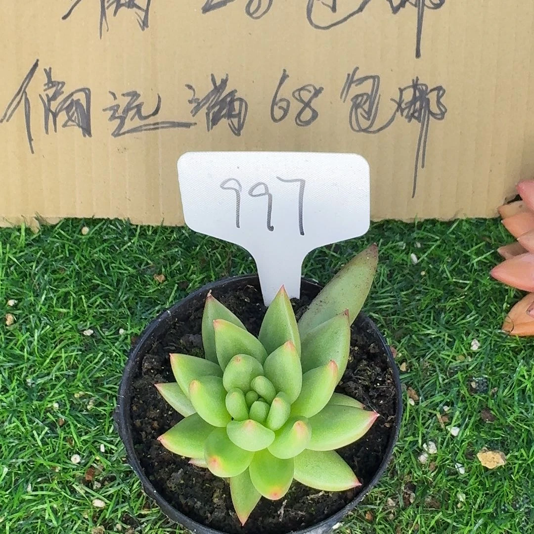 云南多肉小栈克丽斯朵997