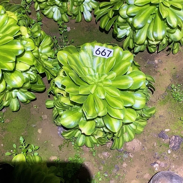 多肉植物法师667翡翠琉璃