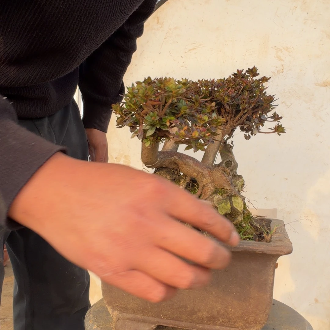 无花朵杜鹃花的诗作是一种很好的