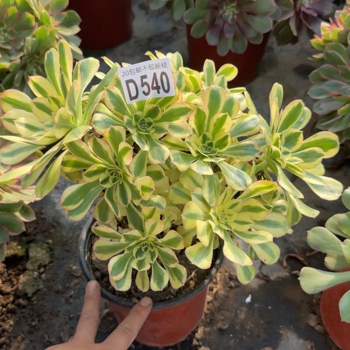 保时捷……多肉植物……