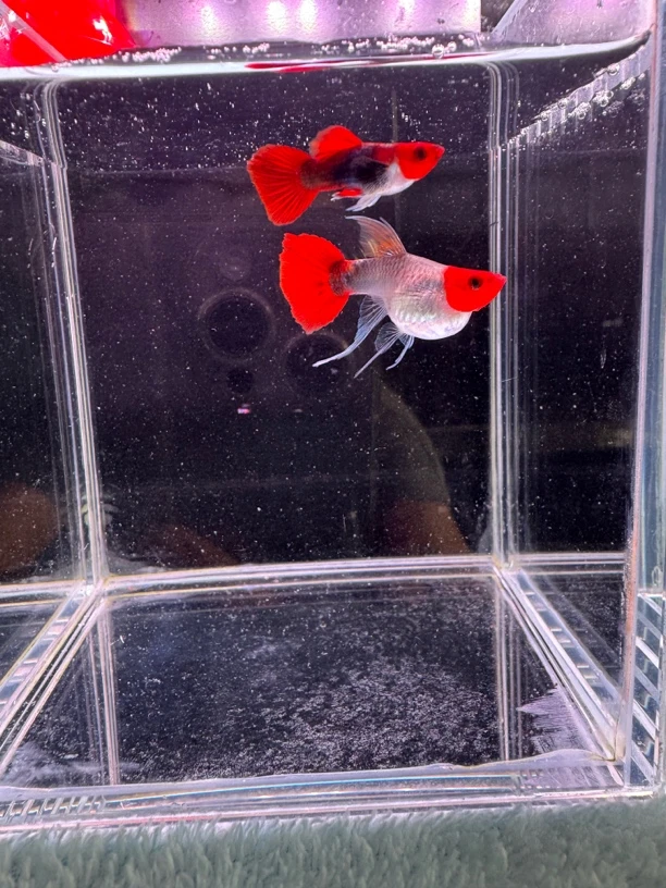 深海蓝贵族缎带短体孔雀鱼2对