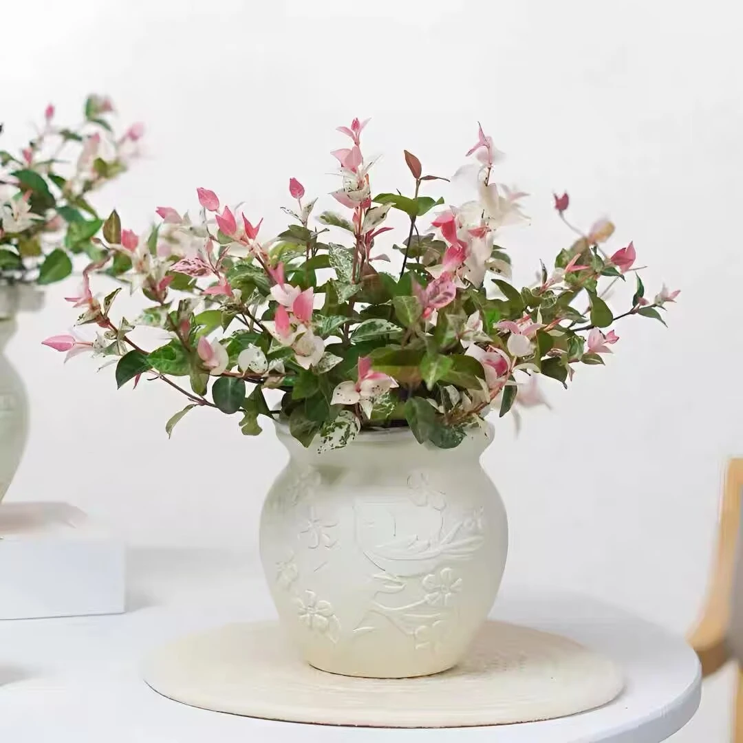 花叶络石四季五彩花卉盆栽彩络叶吊篮阳台爬藤苗绿植庭院植物垂吊