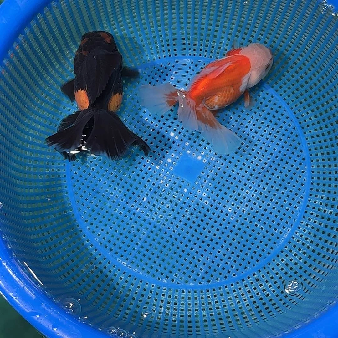金鱼圆通两条包邮