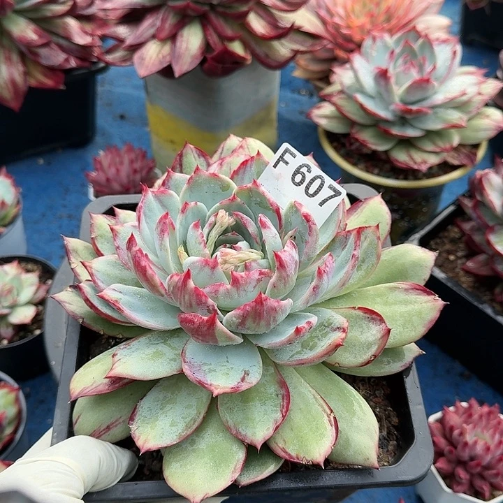 惊鸿惊鸿惊鸿 607................