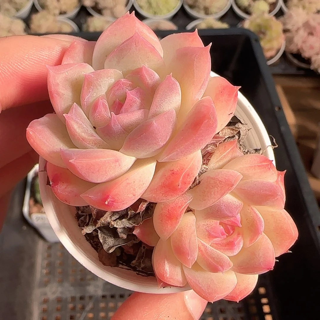 多肉1125-209白桃汽水