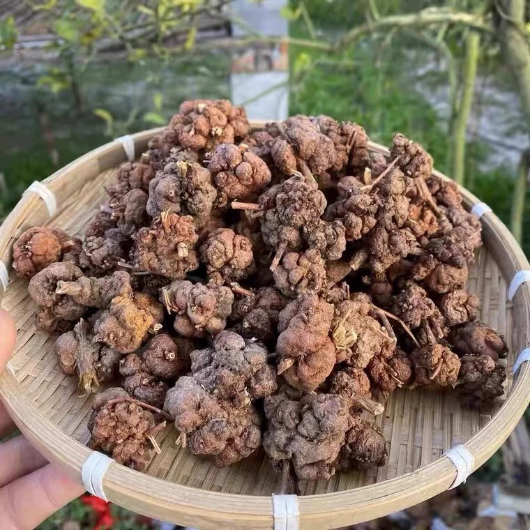 云南中缅边境深山消留果