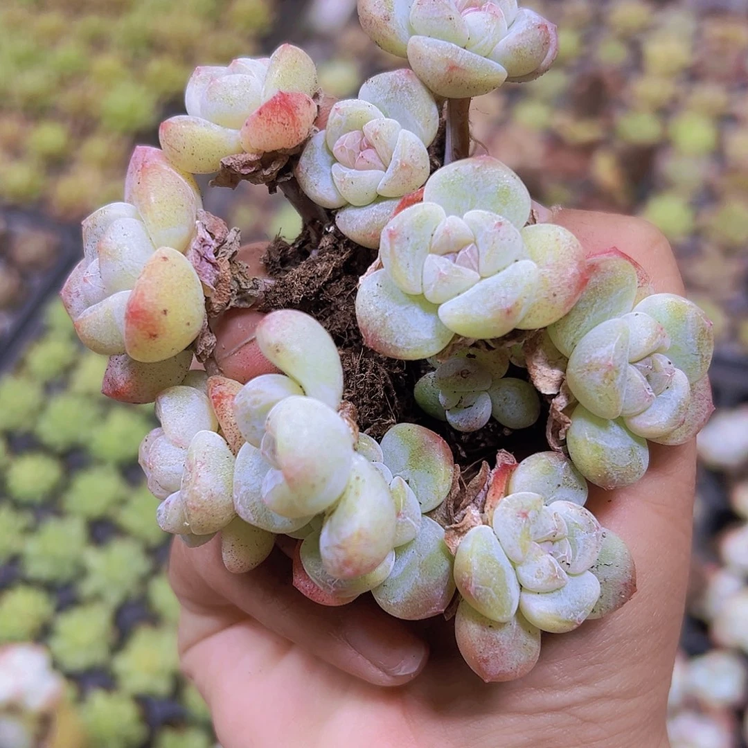 双头杆子冰玉5个19包邮